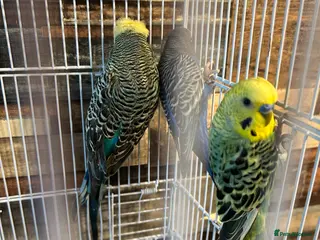 Budgerigars birds male budgies - Advert 14