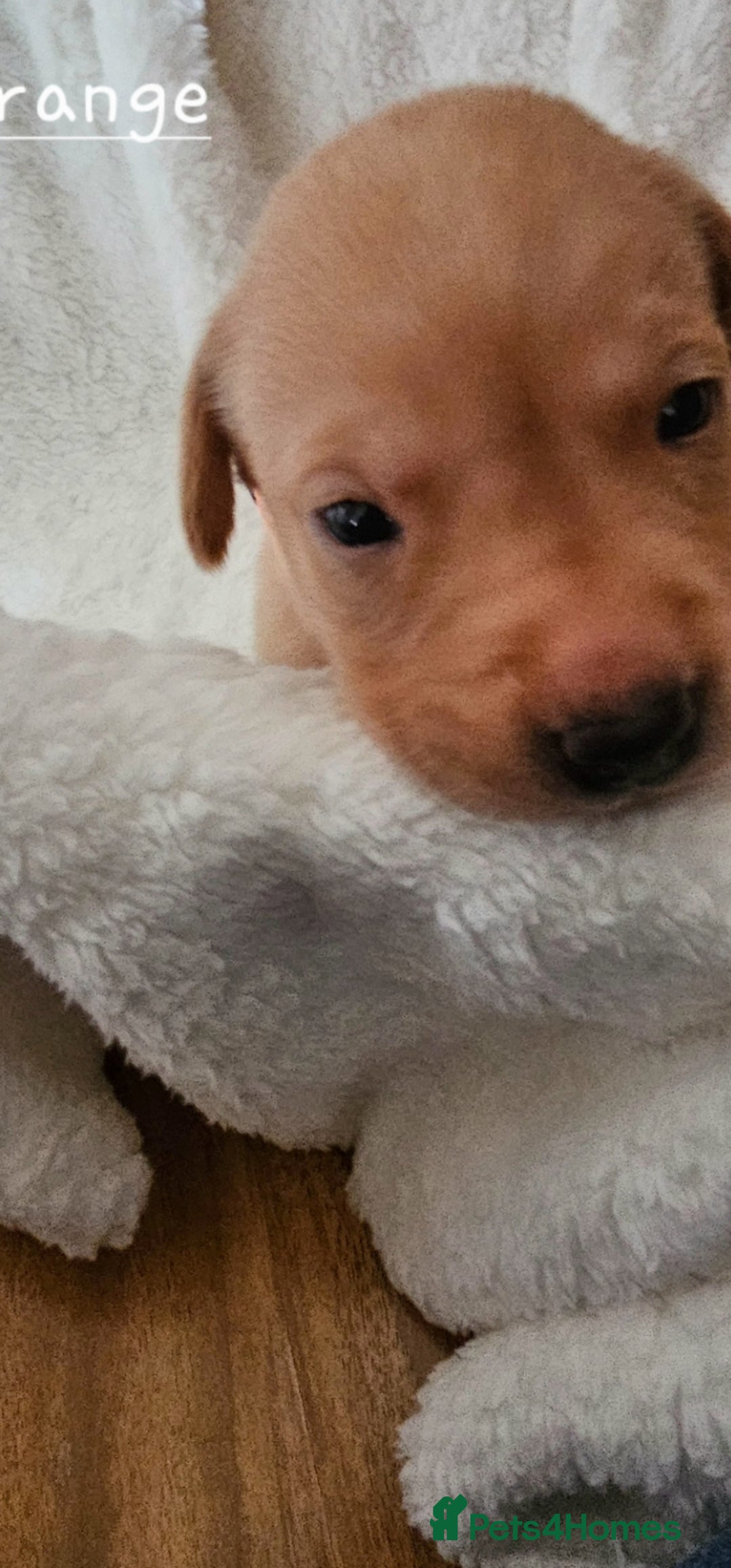 Labrador Retriever dogs for sale: 8 beautiful labrador puppies  - Image 17