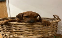 Rhodesian Ridgeback dogs for sale: Fabulous Rhodesian Ridgeback girls - Image 3