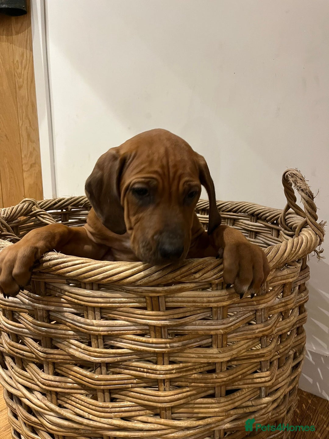 Rhodesian Ridgeback dogs for sale: Fabulous Rhodesian Ridgeback girls - Image 3