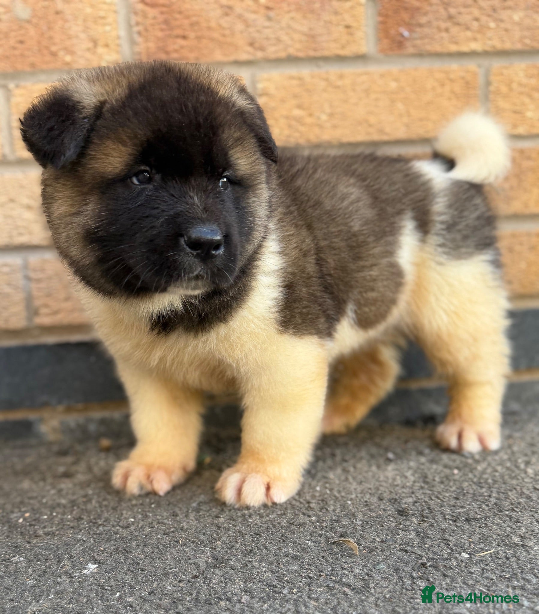 Akita dogs KC REGISTERED AKITA BEARS.  - Advert 10