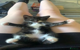 Domestic Shorthair cats for sale: 2 girls one boy!  - Image 9