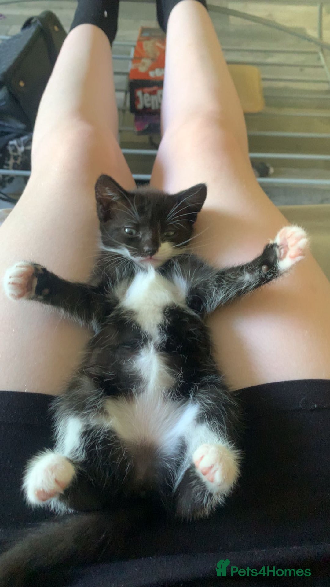 Domestic Shorthair cats for sale: 2 girls one boy!  - Image 9