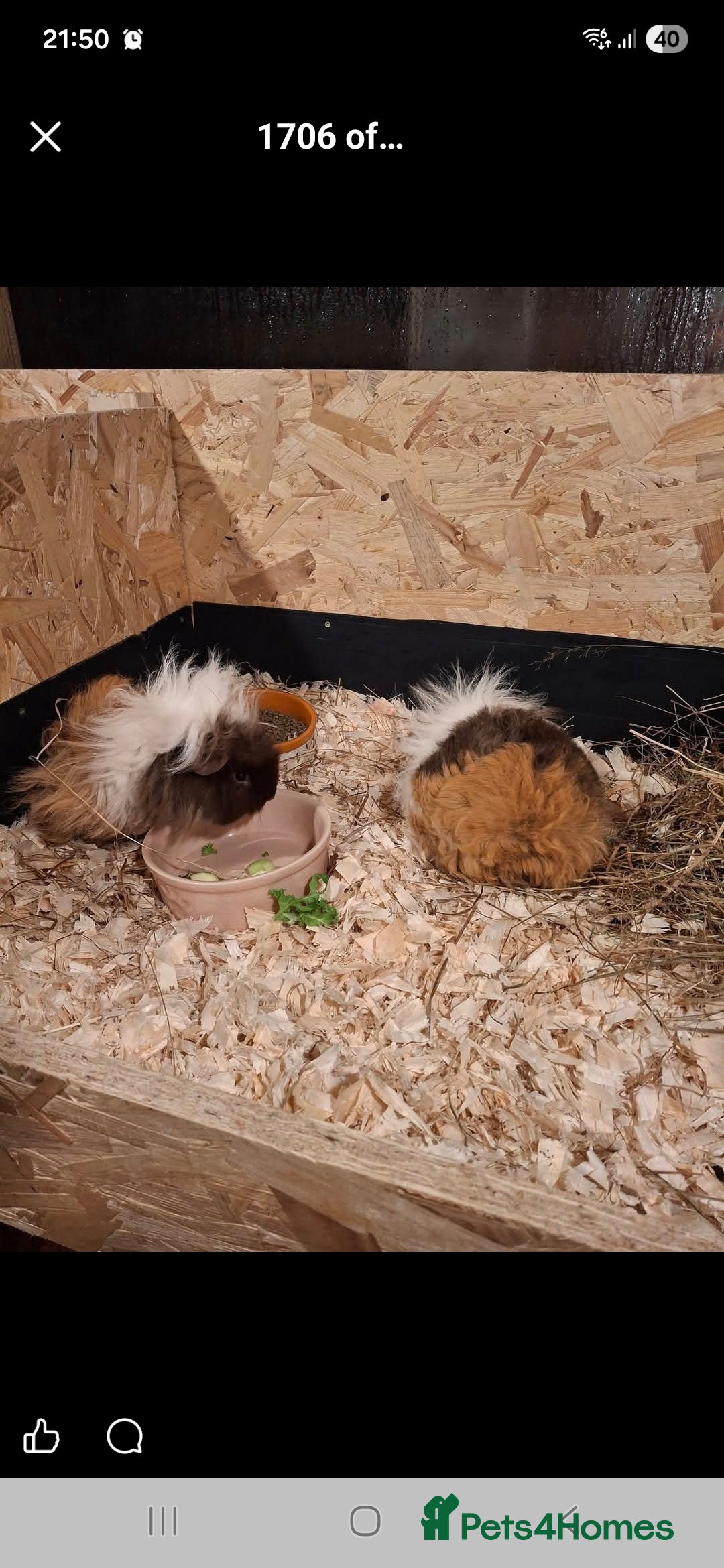 Guinea Pig rodents Lunkarya - Advert 11