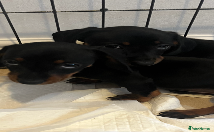 Dachshund dogs - Advert 11