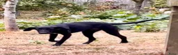 Mixed Breed dogs for adoption: Colin- stunning 7 mth old Lab x Pointer - Advert 9