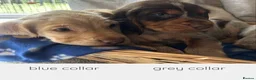 Cocker Spaniel dogs for sale: Cocker spaniel puppy’s  - Advert 6