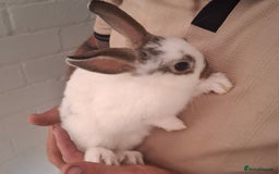 English Spot rabbits for sale: English spot x dwarf  - Image 1