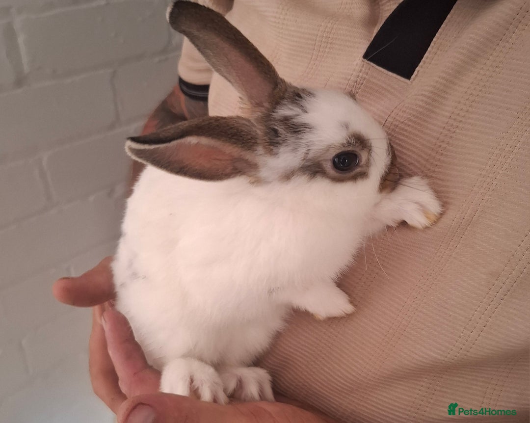 English Spot rabbits for sale: English spot x dwarf  - Image 1