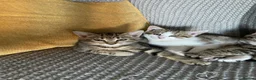 Mixed Breed cats for sale: Ready to leave: 9 weeks old-Tabby kittens  - Advert 7
