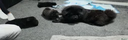 Chow Chow dogs for sale: Only 3 avalable (5 generation Chow chow) puppys - Advert 25