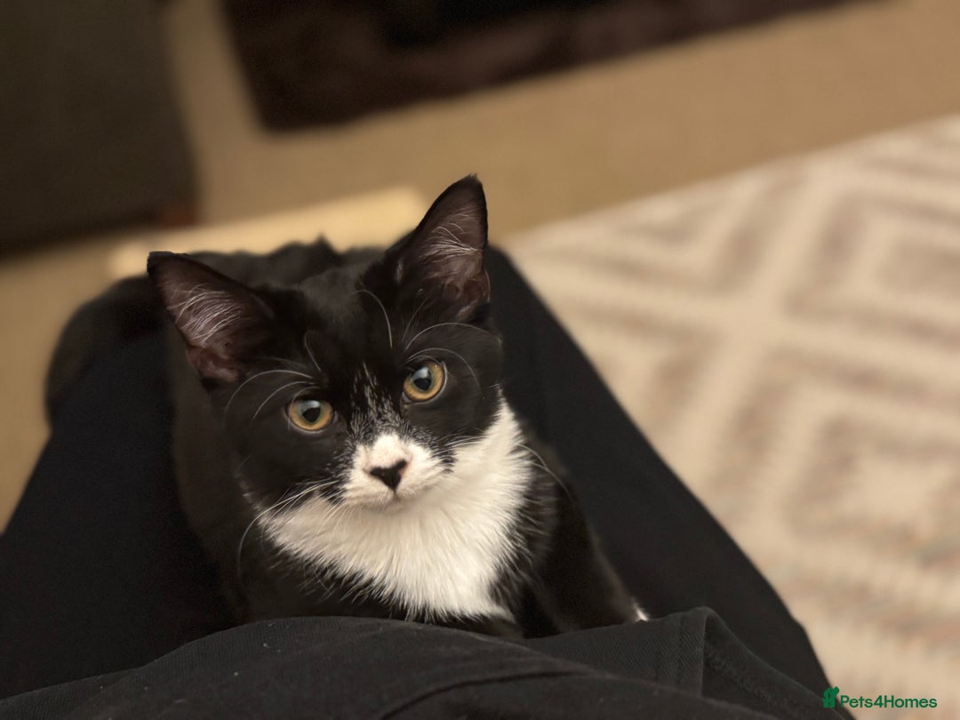 Domestic Shorthair cats for sale: 5month old female kitten - Advert 2