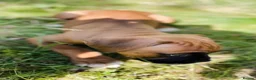 Boxer dogs for stud: Handsome Purebred Boxer – Puppy Back Deal Offered - Advert 19