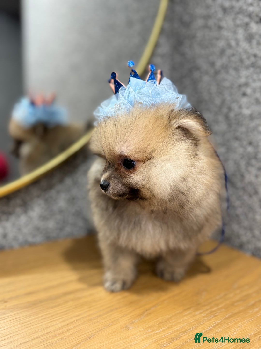 Pomeranian dogs for sale: Kc Registered last boy,ready to go! - Advert 11