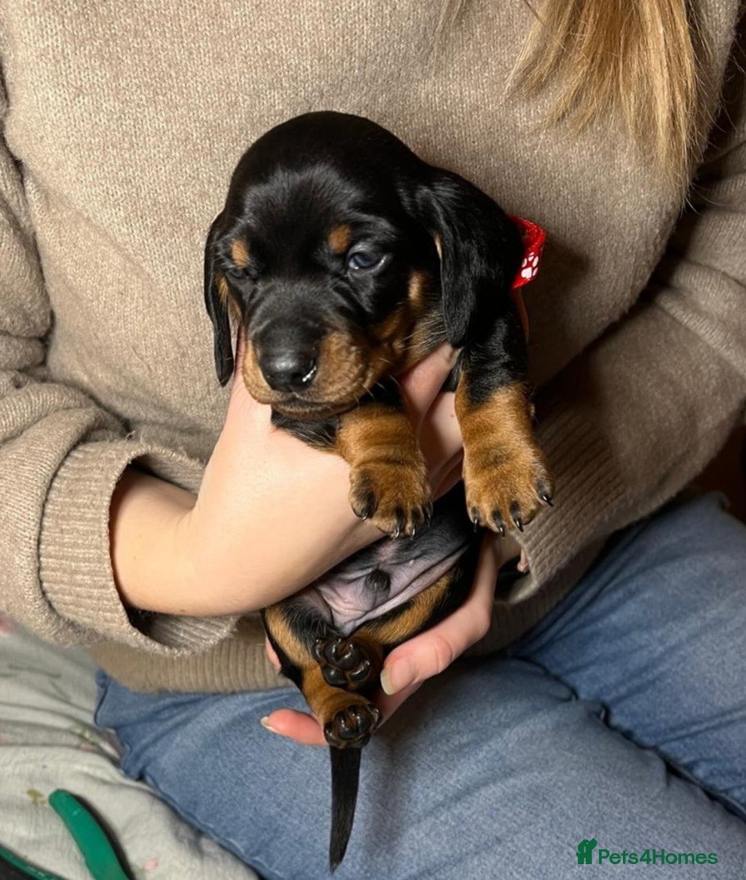 Miniature Dachshund dogs for sale: Miniature dachshund  - Advert 18