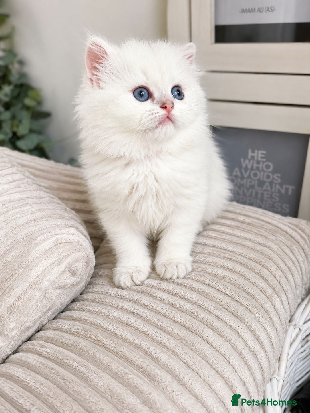 British Longhair cats Fluffy Chunky British Longhair  - Advert 14