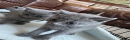British Shorthair cats for sale: British short hair kittens - Advert 7