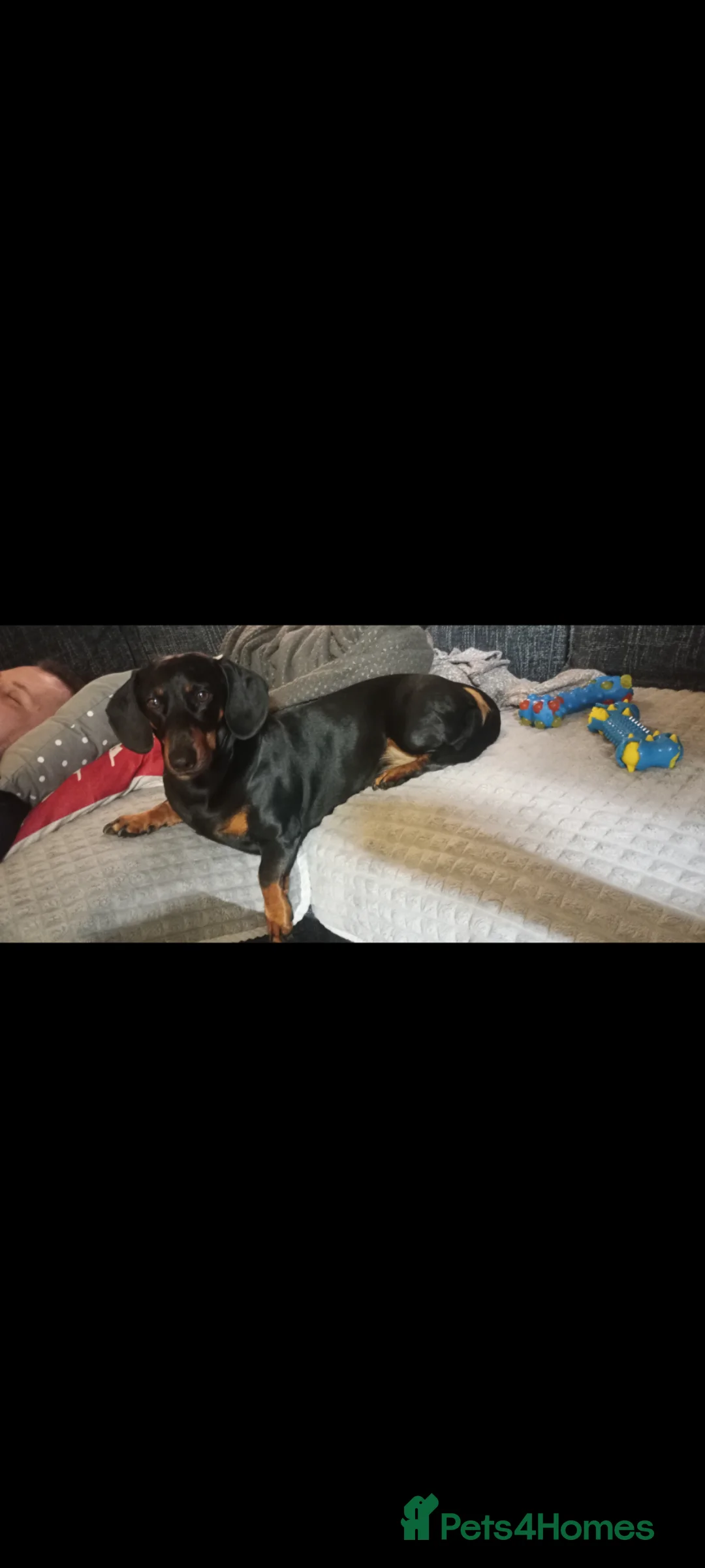 Dachshund dogs for stud: black and tan dachshund - Advert 4