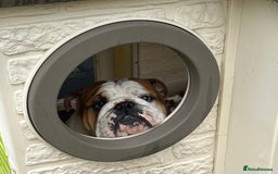 English Bulldog dogs for stud: Available at stud to approved bitches - Image 5