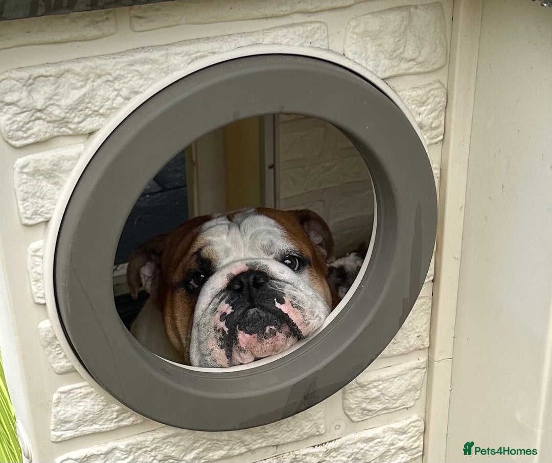 English Bulldog dogs for stud: Available at stud to approved bitches - Image 5