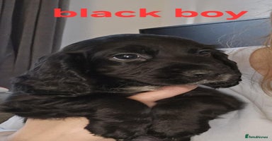 Cocker Spaniel dogs - Advert 9