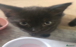 Mixed Breed cats for sale: Ragdoll X Kittens - Image 3
