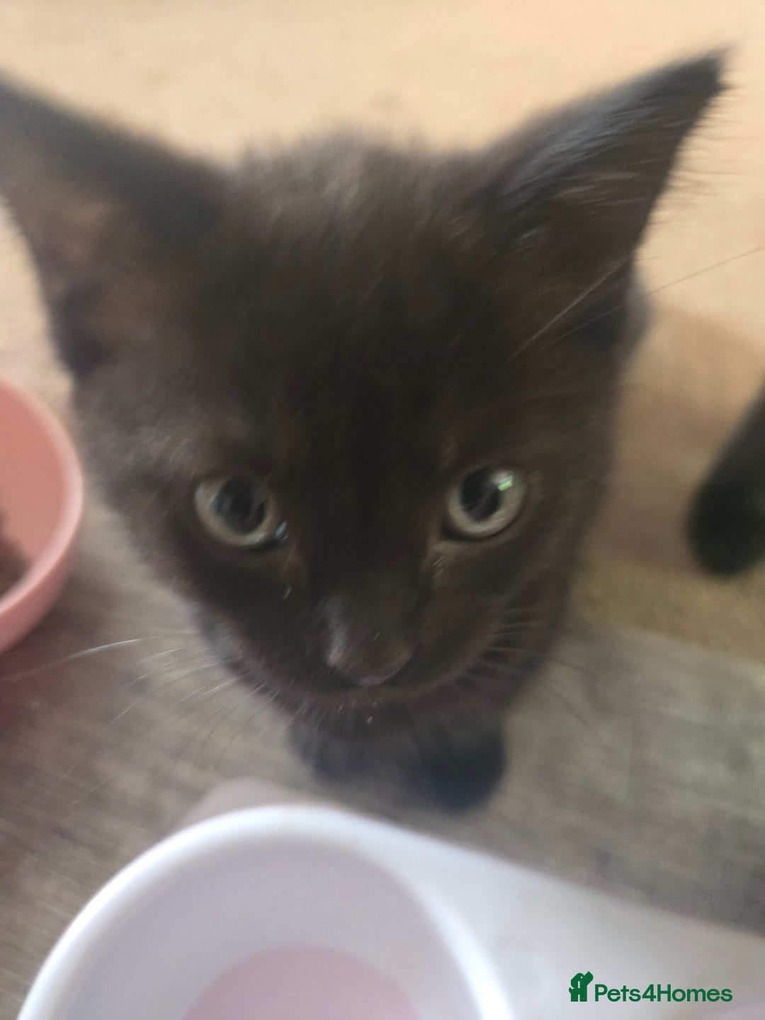 Mixed Breed cats for sale: Ragdoll X Kittens - Image 3