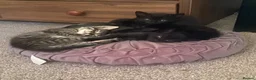 Mixed Breed cats for sale: 4 beautiful mixed breed kittens  in Barnsley - Advert 9