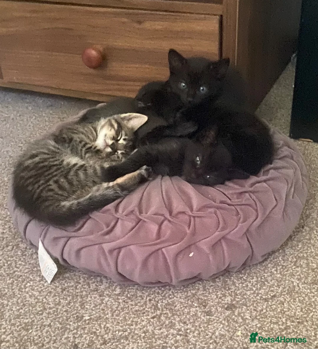 Mixed Breed cats for sale: 4 beautiful mixed breed kittens  in Barnsley - Advert 9