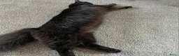 Mixed Breed cats for sale: Ragdoll X Domestic Long Hair. - Advert 2