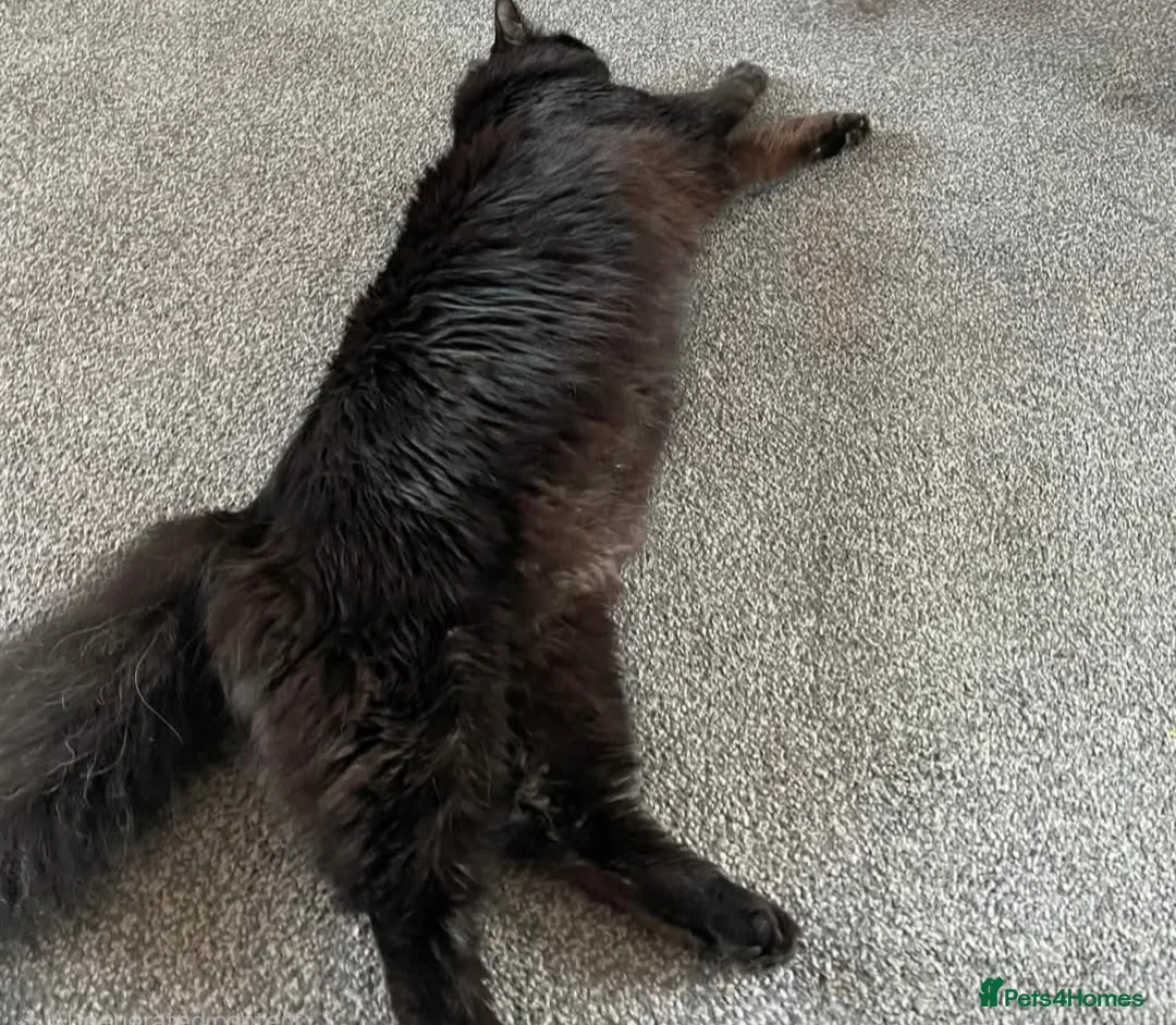 Mixed Breed cats for sale: Ragdoll X Domestic Long Hair. - Advert 2
