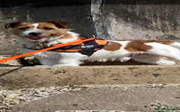 Jack Russell dogs for stud: Stud dog - Image 3