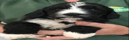 Saint Berdoodle dogs for sale: Striking and Rare Saint Bernadoodle Pups - Advert 5