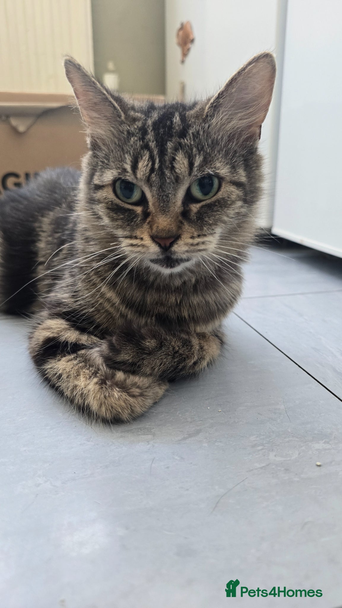 Mixed Breed cats 2 Beautiful Forever Brothers Available - Advert 1