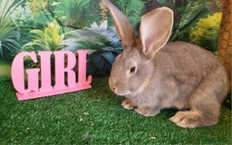Continental Giant rabbits for sale: Continental giant bunz  - Image 3