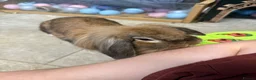 Mini Lop rabbits for sale: 5 bunnies for sale - 3 mini lops, 2 mini lion lops - Advert 11