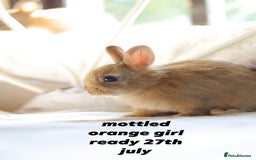 Netherland Dwarf rabbits for sale: pure bred netherland dwarf new litter - Image 16