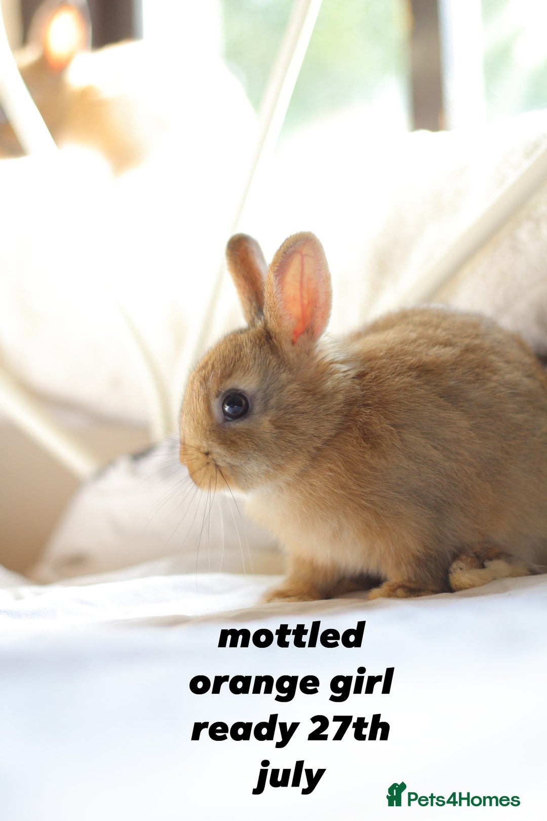 Netherland Dwarf rabbits for sale: pure bred netherland dwarf new litter - Image 16