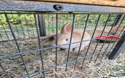 Mini Lop rabbits for sale: 2 Mini lop bunnies ready for new homee. £30 each - Image 2