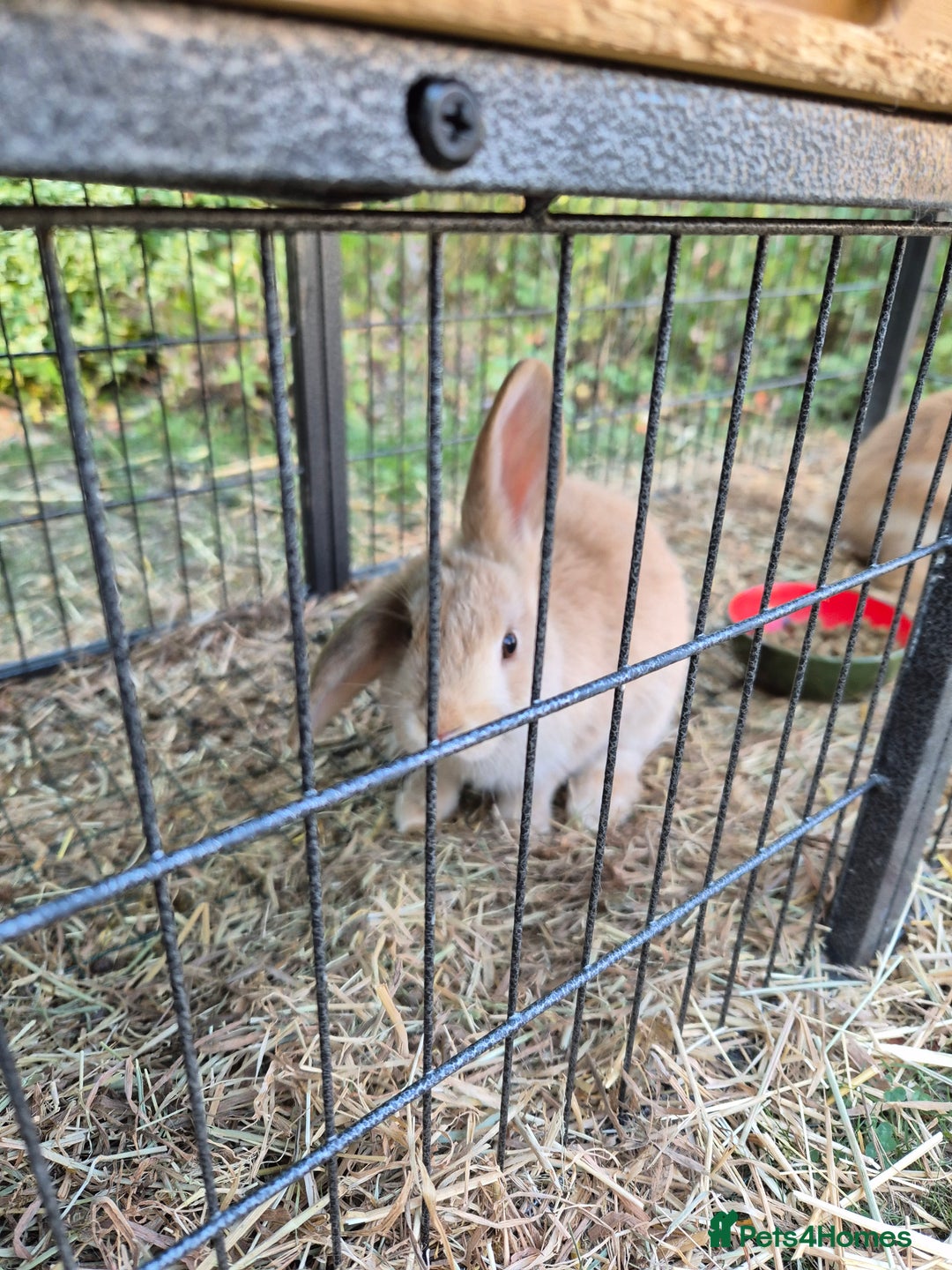 Mini Lop rabbits for sale: 2 Mini lop bunnies ready for new homee. £30 each - Image 2