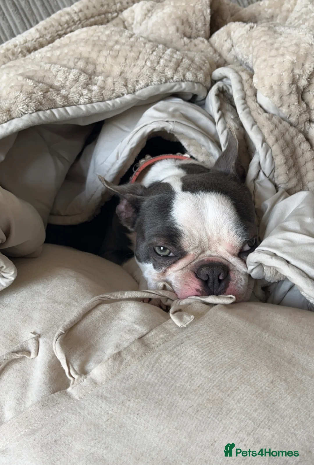 Boston Terrier dogs for sale: Dotty  - Advert 1