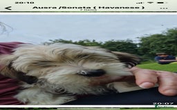 Havanese dogs for sale: Havanese  - Image 12