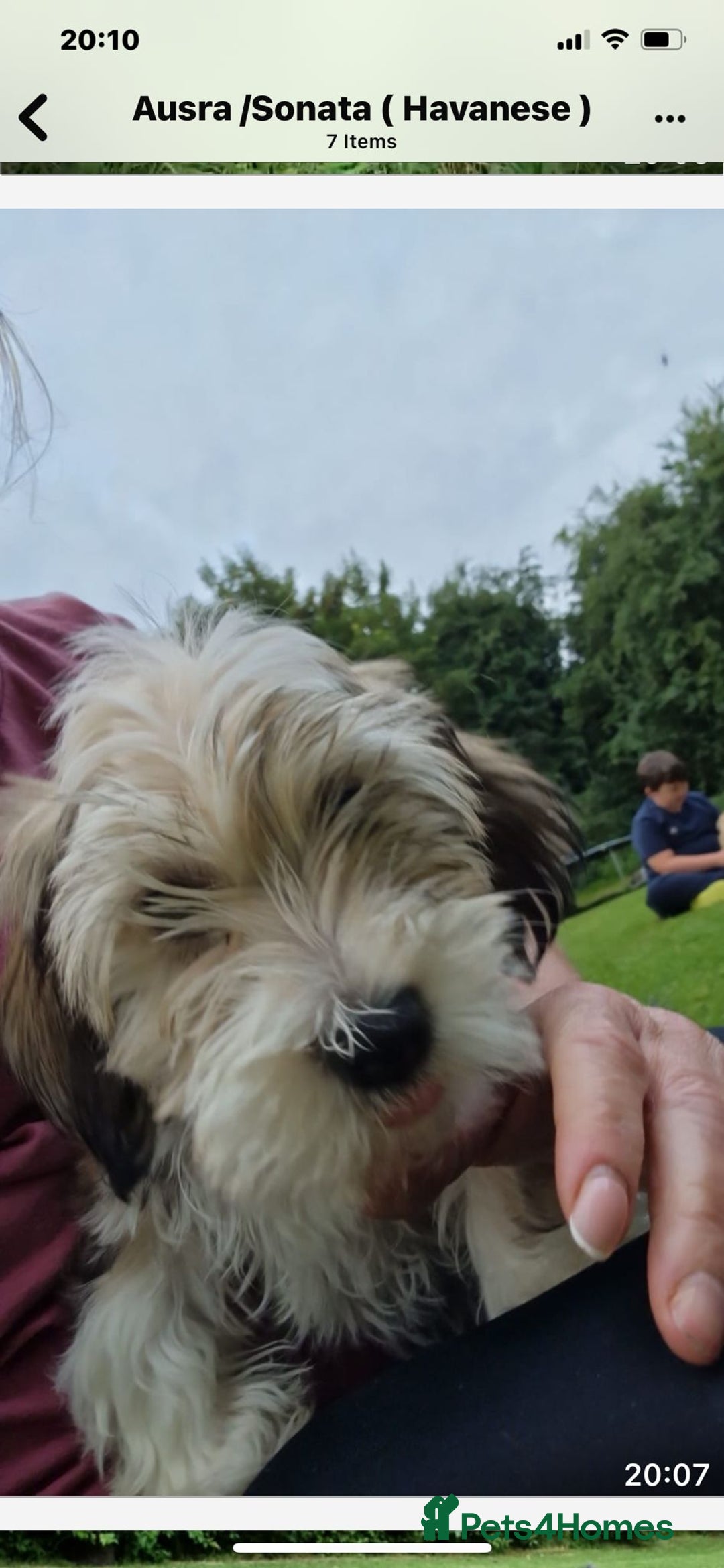 Havanese dogs for sale: Havanese  - Image 12