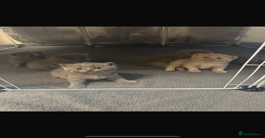 British Shorthair cats - Advert 2