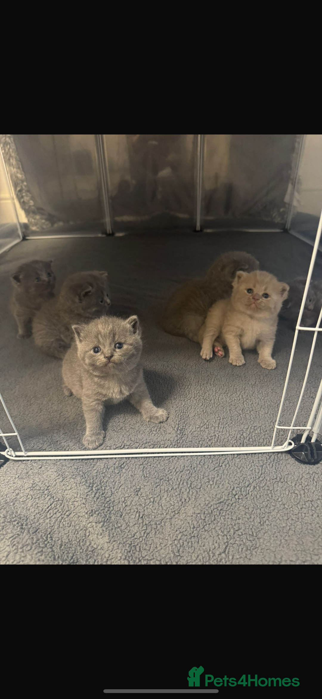 British Shorthair cats for sale: British Short Hair Kittens x7 - Image 4