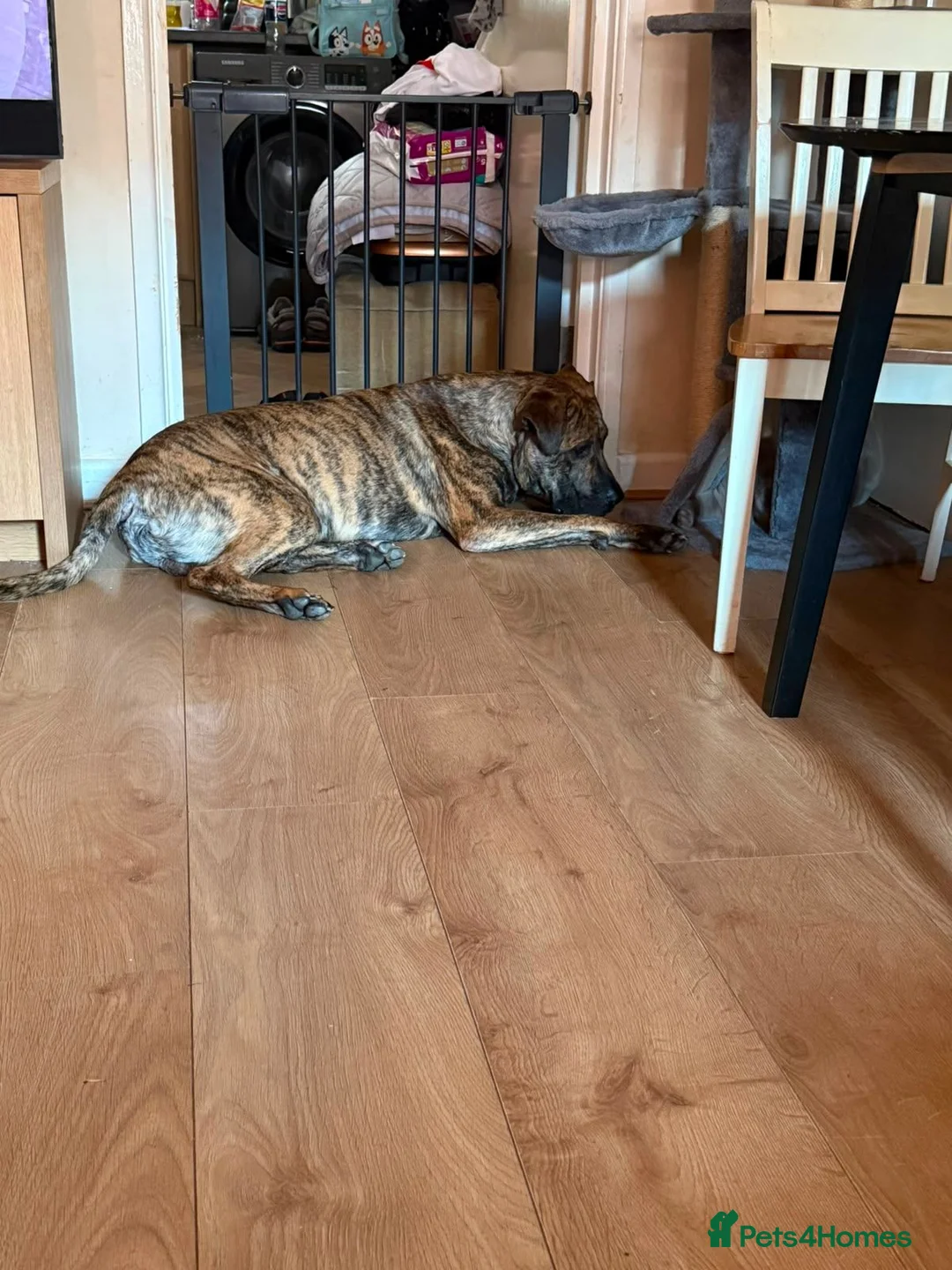 Presa Canario dogs for sale: Male Presa Canario 10 months old. in High Wycombe - Advert 1