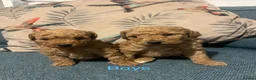 Poochon dogs for sale: Poochon x miniature poodle pups ready 28/08/26 - Advert 8
