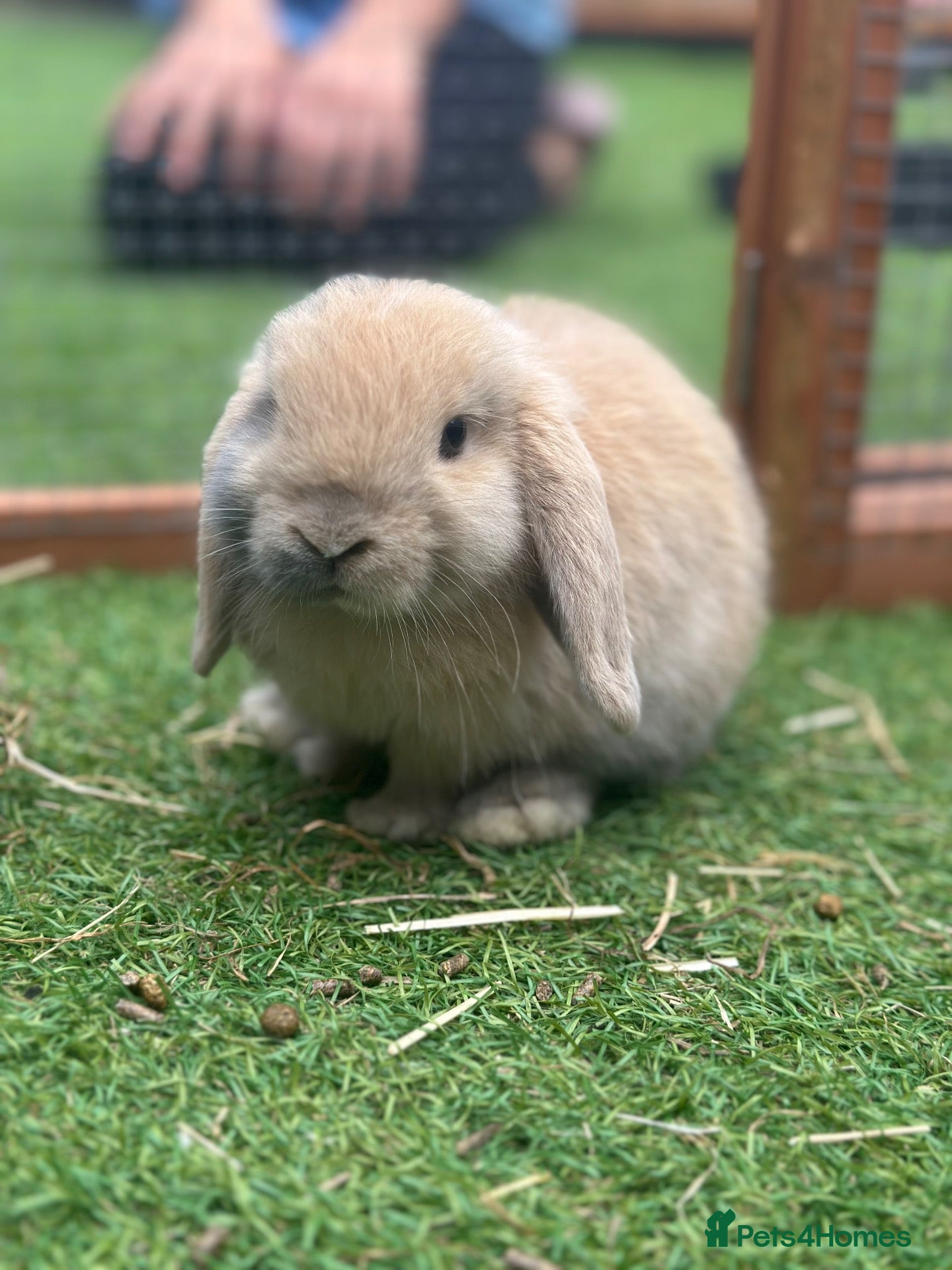 Mini Lop rabbits Baby Buck and Gorgeous Minilop Doe available🤍 - Advert 1