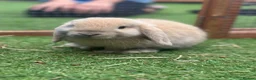 Mini Lop rabbits for sale: Baby Buck and Gorgeous Minilop Doe available🤍 - Advert 1