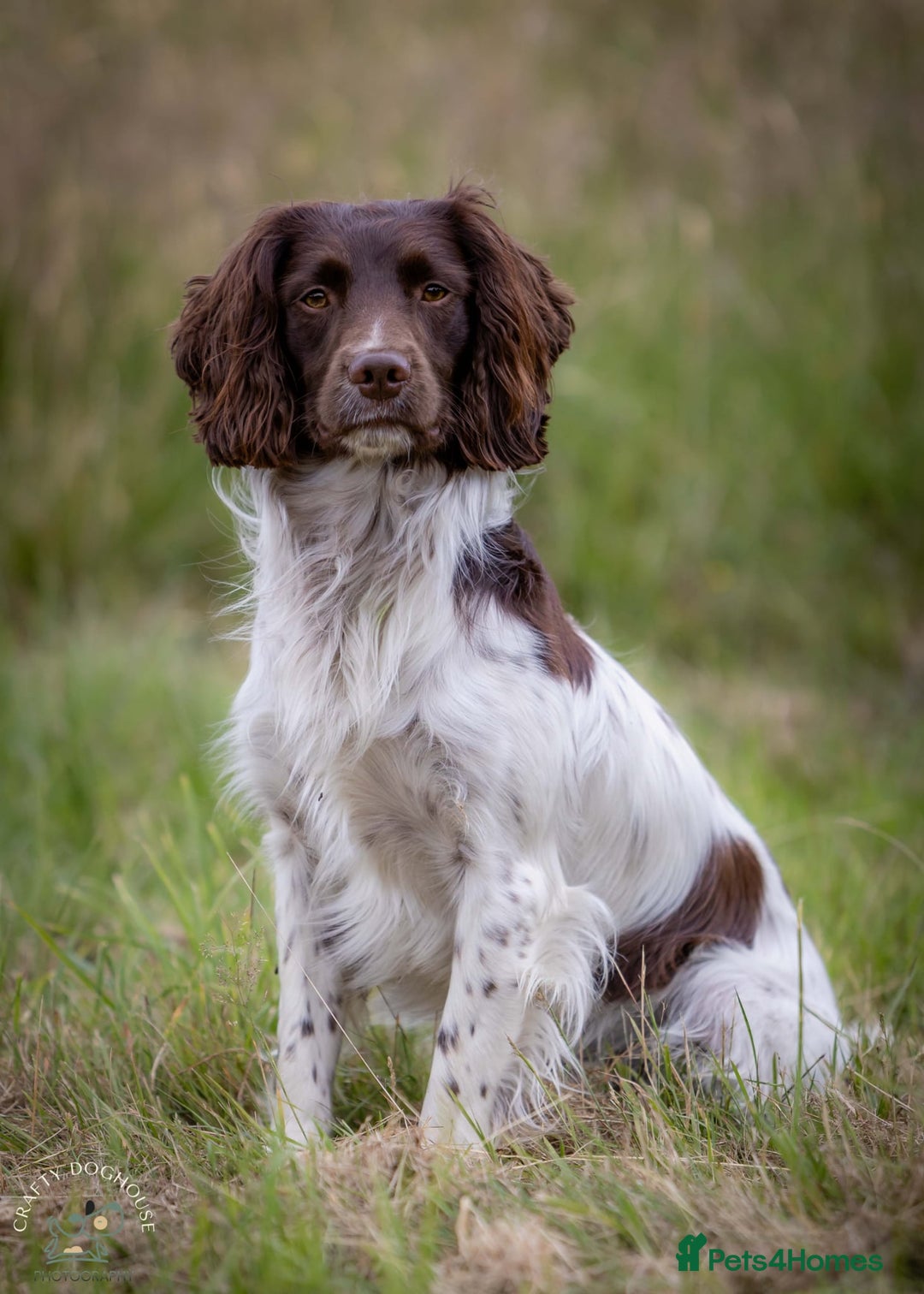 English Springer Spaniel dogs for stud: At Stud - Springer Spaniel  in Warminster - Image 3